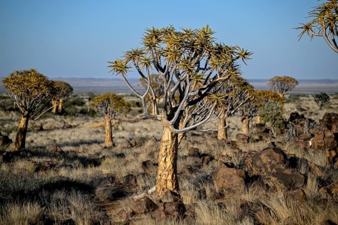 Quiver tree (Aloe dichotoma), quiver tree forest near Keetmanshoop, Karas Region, Namibia