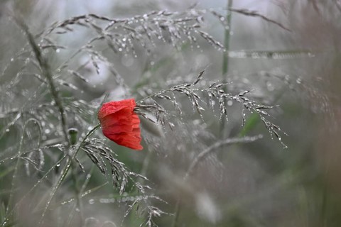 Corn poppy (Papaver rhoeas) in dew-covered grass, Lower Rhine, North Rhine-Westphalia, Germany