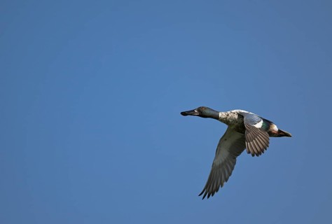 Flying drake of the shoveler (Anas clypeata) in front of a blue sky, Lower Rhine, North