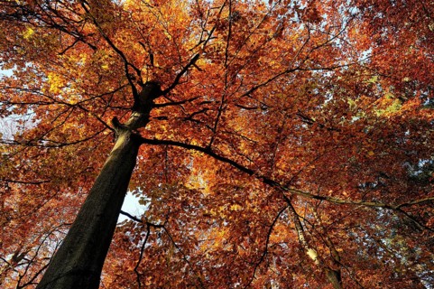 Autumnal colourful crown of the copper beech (Fagus sylvatica), Lower Rhine, North