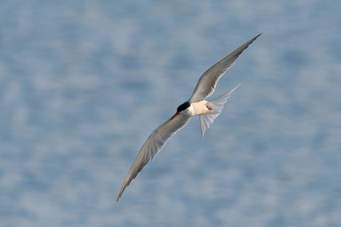 Common Tern (Sterna hirundo) in flight, Lower Rhine, North Rhine-Westphalia, Germany