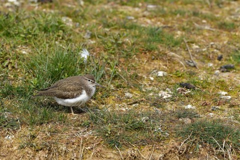 Common sandpiper (Actitis hypoleucos), Texel, North Holland, Netherlands