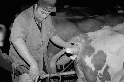Cow birth with the help of a rope in a cowshed, black and white, Franconia, Bavaria, Germany