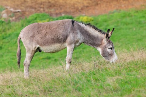 A male grey domestic donkey (Equus asinus) grazes in a green paddock