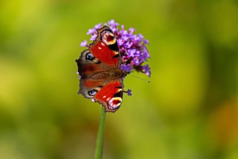 Butterfly, peacock butterfly (Aglais io), Purpletop vervain (Verbena bonariensis), Burgstemmen,