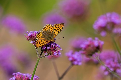 Butterfly, Small Pearl-bordered Fritillary (Issoria lathonia), Purpletop vervain (Verbena