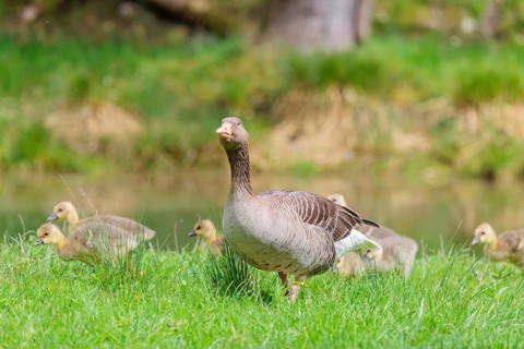 A couple of adult Greylag Goose (Anser anser) stands with their goslings on a green meadow.