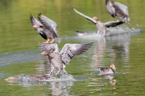 A flock of greylag geese (Anser anser) lands on a lake crowded with geese on a sunny day. One goose