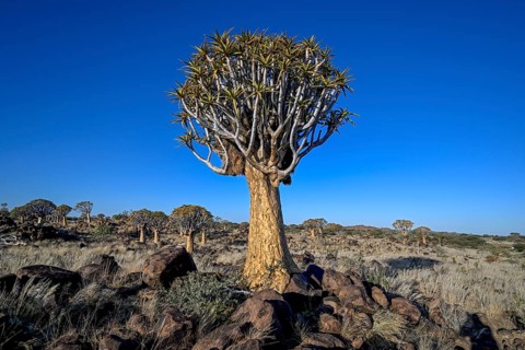 Quiver tree (Aloe dichotoma), quiver tree forest near Keetmanshoop, Karas Region, Namibia