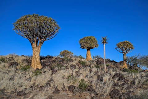 Quiver trees (Aloe dichotoma), quiver tree forest near Keetmanshoop, Karas Region, Namibia