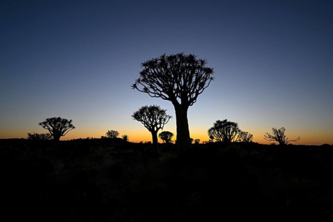 Quiver trees (Aloe dichotoma) in first daylight, quiver tree forest near Keetmanshoop, Karas