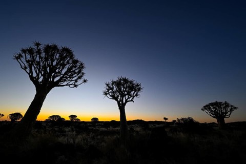 Quiver trees (Aloe dichotoma), blue hour, quiver tree forest near Keetmanshoop, Karas Region,