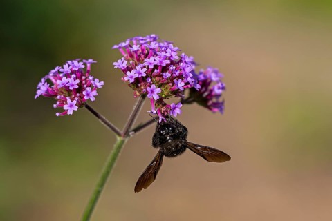 Wood bee (Xylocopa), Purpletop vervain (Verbena bonariensis), Burgstemmen, Nordstemmen, Lower