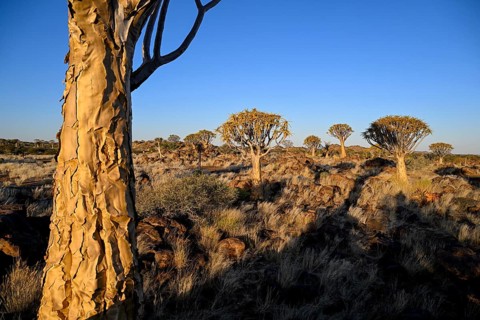 Quiver trees (Aloe dichotoma), quiver tree forest near Keetmanshoop, Karas Region, Namibia