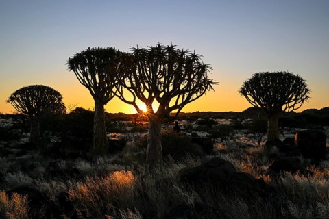 Quiver trees (Aloe dichotoma), blue hour, quiver tree forest near Keetmanshoop, Karas Region,