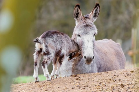 Friendship without borders. A domestic donkey (Equus asinus) and a Tauernschecke goat (Capra