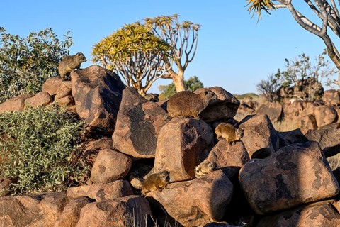 Klippschliefers (Procavia capensis), desert dormice or Klippdachs in the quiver tree forest near