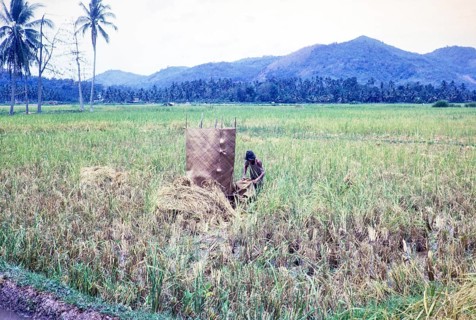 Rice cultivation paddy fields rural farming agriculture countryside area, Penang, Penang Island,