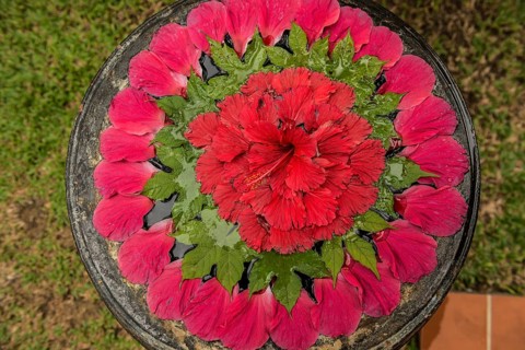 Flower decoration made of blossoms in a luxury resort, Klong Khong Beach, Sala Dan, Ko Lanta, Koh
