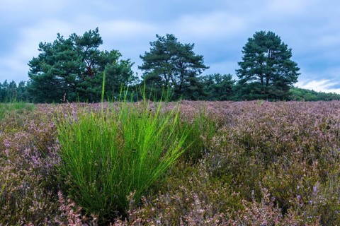 Heather (Erica vulgaris) Heather family (Ericaceae), Pine (Pinus), Mehlinger Heide, Pfläzerwald,