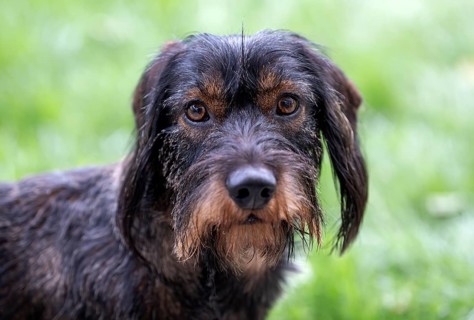 Rough-haired dachshund (Canis lupus familiaris) male, 4 years, animal portrait, attentive,