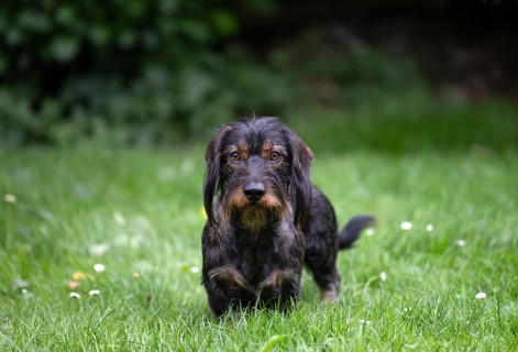 Rough-haired dachshund (Canis lupus familiaris) male, 4 years old, alert, on a meadow, Stuttgart,