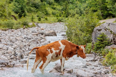 Holstein Friesian cattle crossing a creek on an alpine pasture. Eng valley, Austria