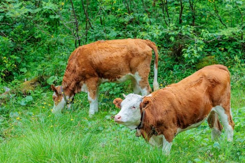 Holstein-Friesian cattle grazing on a mountain pasture in steep terrain. Eng Valley, Austria