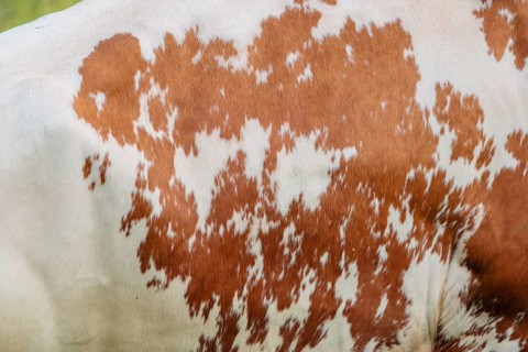 Cow patterns. A Holstein Friesian shows her fur pattern. Eng valley, Austria