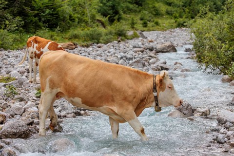 Holstein Friesian cattle crossing a creek on an alpine pasture. Eng valley, Austria