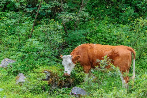 Holstein-Friesian cattle grazing on a mountain pasture in steep terrain. Eng Valley, Austria