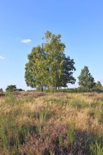 Heath landscape with heather (Calluna vulgaris) and birch trees and blue sky, Trupacher Heide