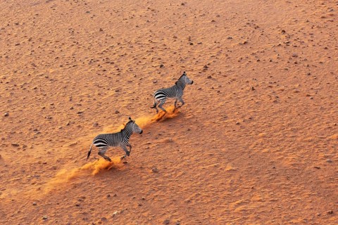 Hartmann's Mountain Zebra (Equus zebra hartmannae). At a sandy plain in the Namib Desert. Aerial
