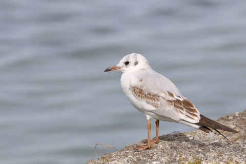 Black-headed gull (Chroicocephalus ridibundus), standing on a wall on the lakeshore, Lake Chiemsee,