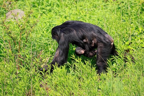 Bonobo (Pan Paniscus), pygmy chimpanzee, adult, female, juvenile, mother, social behaviour