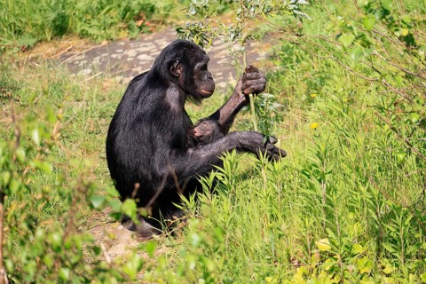 Bonobo (Pan Paniscus), pygmy chimpanzee, adult, female, juvenile, mother, social behaviour,