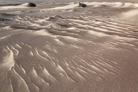 Small sand heaps form around the sparse vegetation in the Namib Desert. Skeleton Coast National