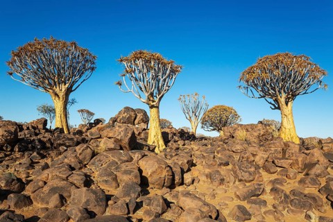 Quiver Tree (Aloidendron dichotomum). Quiver tree forest, Keetmanshoop, Southern Namibia