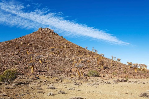 Quiver Tree (Aloidendron dichotomum). At the slope of a conical rock, a so-called Prince Albert