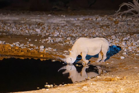 Black Rhinoceros (Diceros bicornis). Also called Hook-lipped Rhinoceros. At night at the floodlit