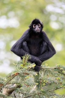 Brown-headed spider monkey (Ateles fusciceps rufiventris), alert, sitting, on tree, South America