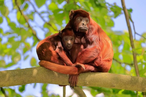 Venezuelan red howler (Alouatta seniculus), adult, female, juvenile, on tree, alert, South America