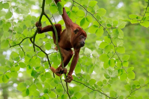Venezuelan red howler (Alouatta seniculus), adult, male, climbing, tree, vigilant, South America