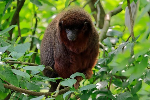 Coppery titi (Plecturocebus cupreus), adult, alert, on tree, South America