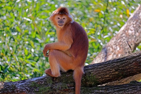 Javan lutung (Trachypithecus auratus), orange morph, adult, sitting, on tree, alert, endangered