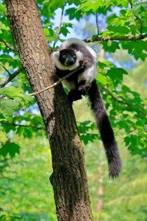 Black-and-white ruffed lemur (Varecia variegata), adult, alert, on tree, Madagascar