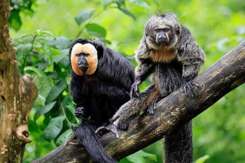 White-headed Saki (Pithecia pithecia), adult, tree, male, female, vigilant, pair, South America