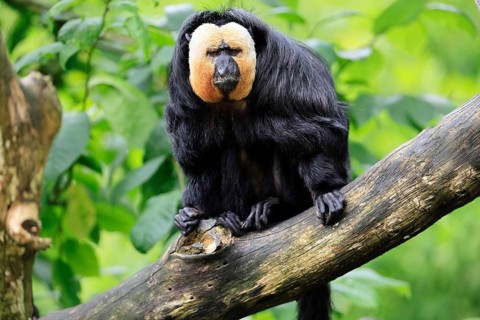White-headed Saki (Pithecia pithecia), adult, tree, male, vigilant, South America
