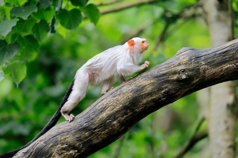 Silver marmoset (Mico argentatus, Syn.: Callithrix argentata), silver marmoset, adult, on tree