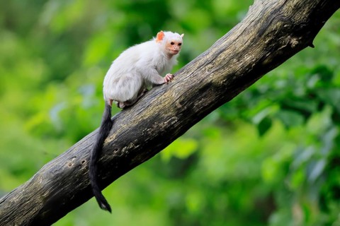 Silver marmoset (Mico argentatus, Syn.: Callithrix argentata), silver marmoset, adult, sitting on